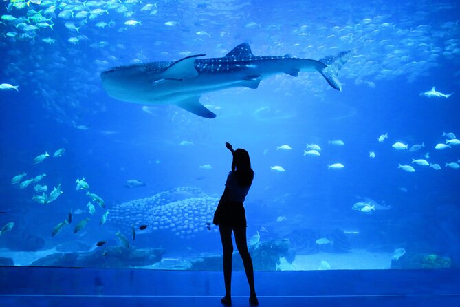 Dubai Aquarium and Underwater Zoo - Getting there and planning the visit