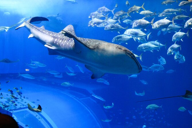 Dubai Aquarium and Underwater Zoo - Who will get the most from this ticket