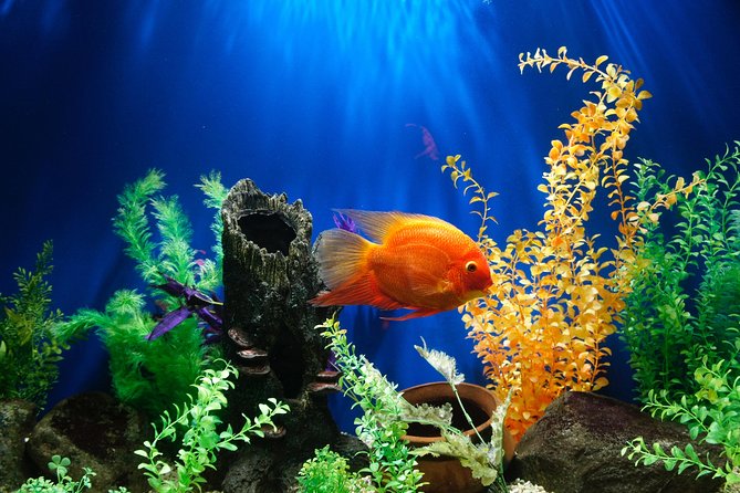 Dubai Aquarium and Underwater Zoo Admission Ticket with Options - Choosing the right ticket option