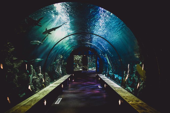 Dubai Aquarium and Underwater Zoo Admission Ticket with Options - What can go wrong with third-party tickets