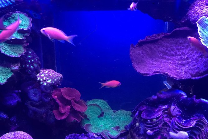 Dubai Aquarium and Underwater Zoo Admission Ticket with Options - My practical verdict on the $50 admission