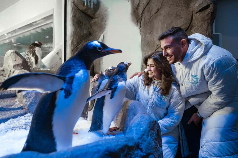 Dubai: Aquarium and Underwater Zoo Experience - Glass-bottom boats and feeding activities change the pace