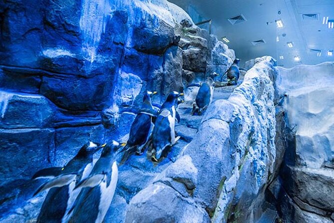 Dubai Aquarium and Underwater Zoo with Penguin Cove Tickets. - Walking through the 48-meter tunnel
