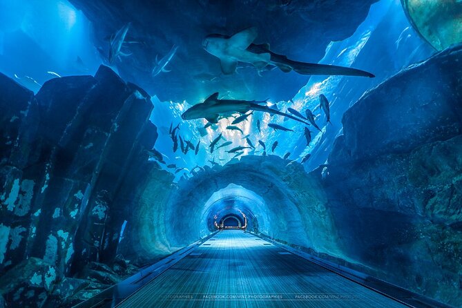 Dubai Aquarium and Underwater Zoo with Penguin Cove Tickets. - Optional animal encounters and glass boat rides