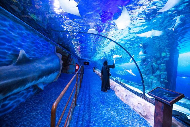 Dubai Aquarium and Underwater Zoo with Penguin Cove Tickets. - Price, ticket types, and real value