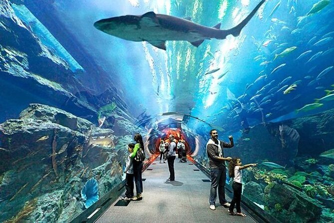 Dubai Aquarium and Underwater Zoo with Penguin Cove Tickets. - Family appeal and who should skip it