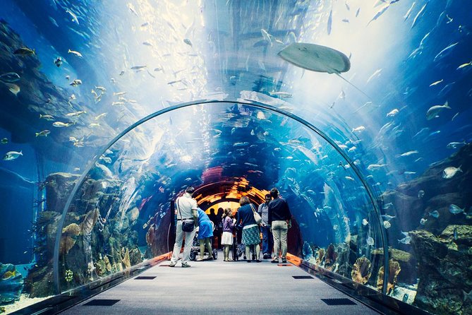 Dubai Aquarium + Penguin Cove Tickets with Transfers - What your $62 admission actually gives you