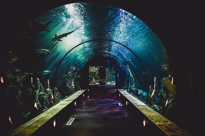 Dubai Aquarium underater zoo penguin cove with optional transport - Is $89 good value?