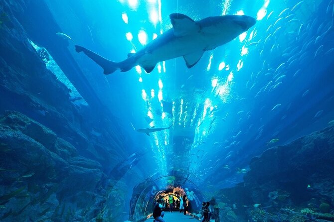 Dubai Aquarium & Underwater Zoo with Penguin Cove - Walking the 48-meter underwater tunnel