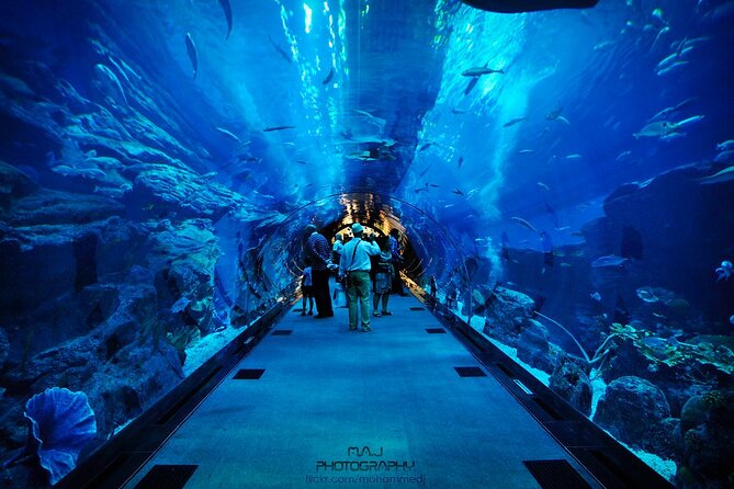 Dubai Aquarium & Underwater Zoo with Penguin Cove - The drawbacks to weigh carefully
