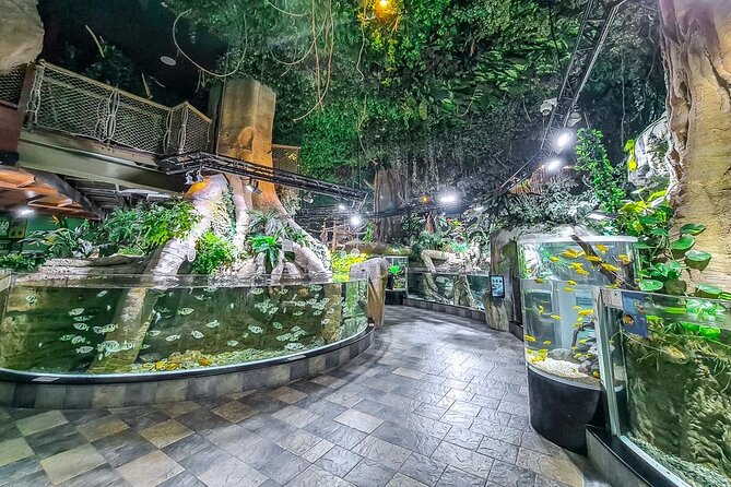 Dubai Aquarium UnderwaterZoo and Penguin cove Admission Ticket - Start with the giant tank in Dubai Mall