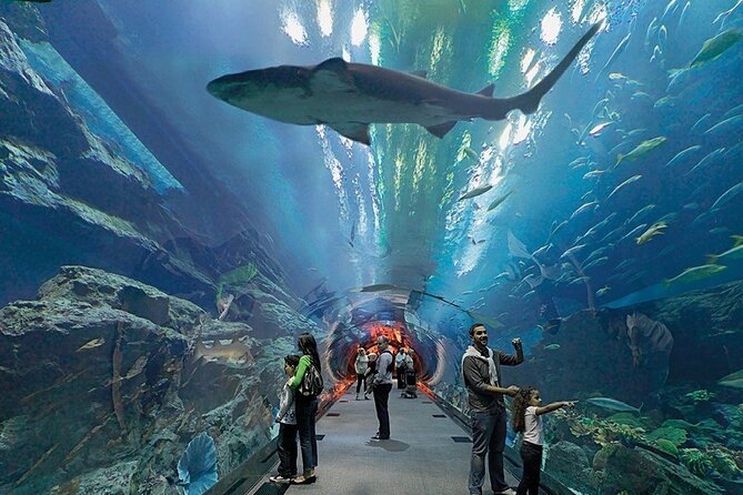 Dubai Aquarium UnderwaterZoo and Penguin cove Admission Ticket - Penguin Cove and the Gentoo colony