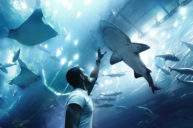 Dubai Aquarium UnderwaterZoo and Penguin cove Admission Ticket - From sharks and rays to the Underwater Zoo