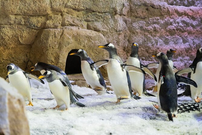 Dubai Aquarium with Various Animal Encounter and Access Options - Choosing between eight ticket options