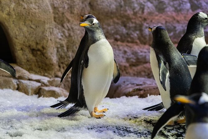 Dubai Aquarium with Various Animal Encounter and Access Options - Timing, vouchers, and the small details that matter