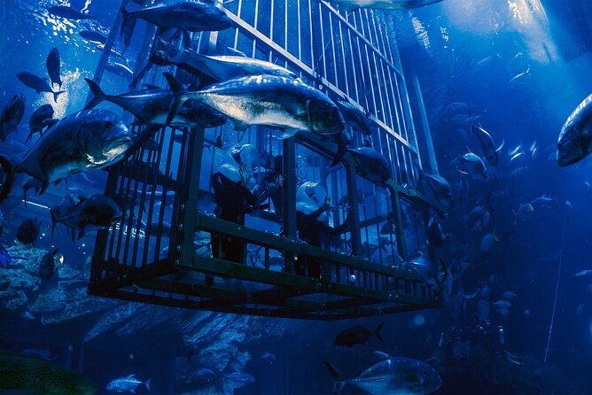 Dubai Aquarium with Various Animal Encounter and Access Options - Who will enjoy this most?