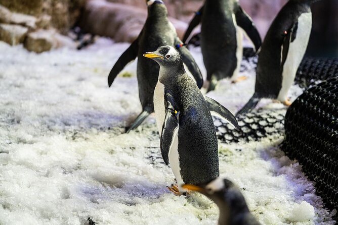 Dubai Aquarium with Various Animal Encounter and Access Options - Should you book Dubai Aquarium and Underwater Zoo?