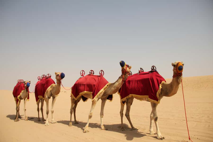 Dubai: Bedouin Camp, Dune Safari, Falcon Show & BBQ Dinner - From Dubai traffic to open desert