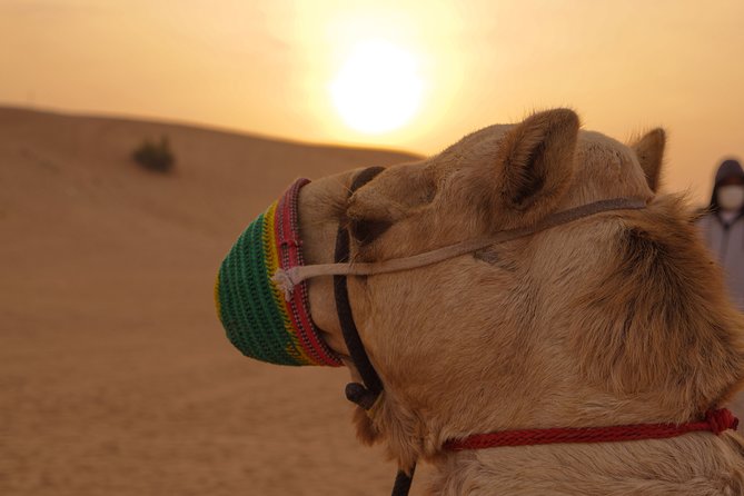 Dubai Buggy Tour in red sands and Desert Safari - Dune bashing with the guide
