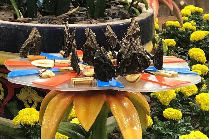Dubai Butterfly Garden Entry Ticket - Combining the garden with Dubai Miracle Garden