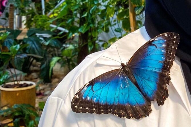 Dubai Butterfly Garden Entry Ticket - A small but important booking precaution
