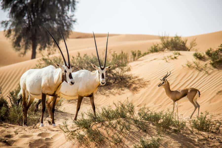 Dubai: Conservation Drive & Platinum Breakfast - The short camel ride around the oasis
