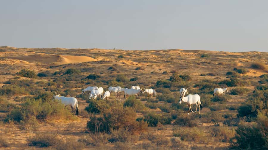 Dubai: Conservation Drive & Platinum Breakfast - Who should choose this over dune-bashing