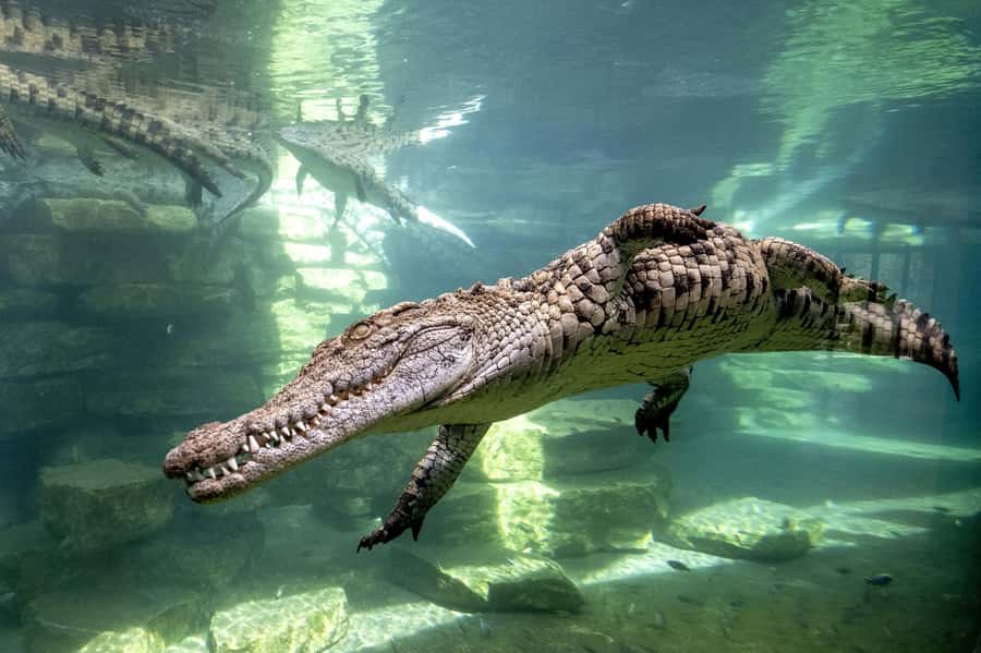 Dubai Crocodile Park Ticket - Key points to know before you go