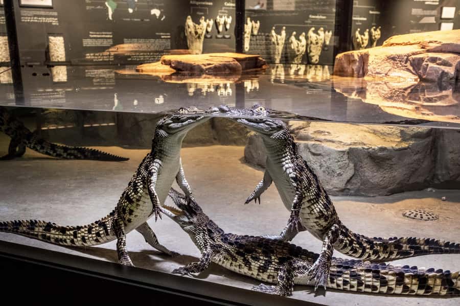 Dubai Crocodile Park Ticket - Why the habitat design matters