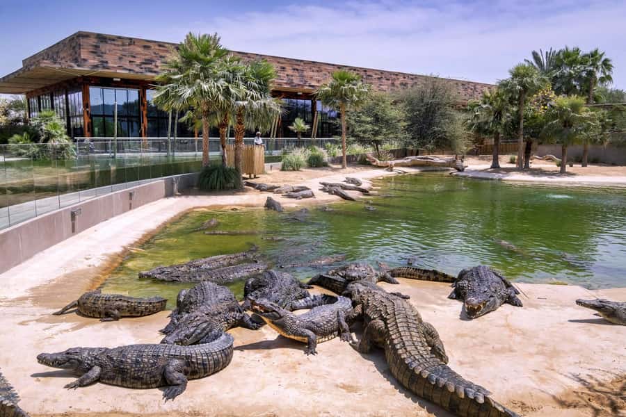 Dubai Crocodile Park Ticket - The African lake-themed aquarium