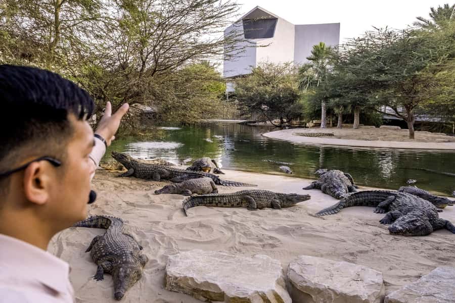 Dubai Crocodile Park Ticket - Educators, feeding times, and baby crocodile handling