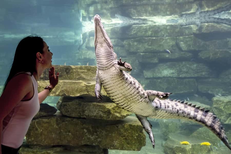 Dubai Crocodile Park Ticket - Is the $17 ticket good value?