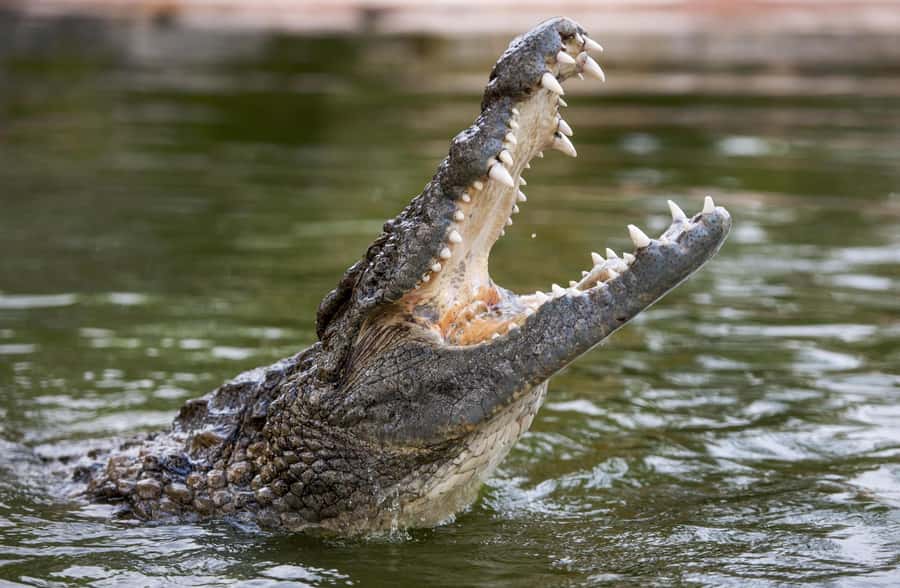 Dubai Crocodile Park Ticket - Seeing 250 Nile crocodiles at close range
