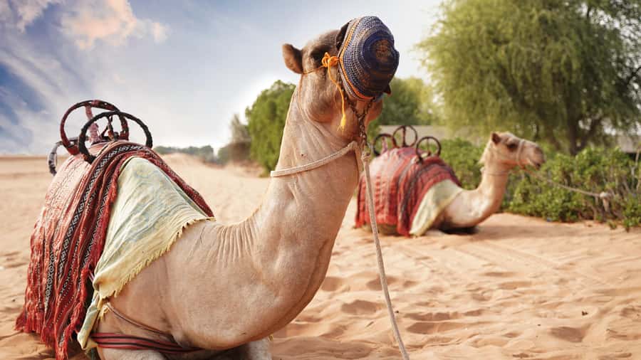 Dubai Desert Adventure: Red Dunes Guided Quad/Polaris & BBQ - BBQ dinner and three evening performances