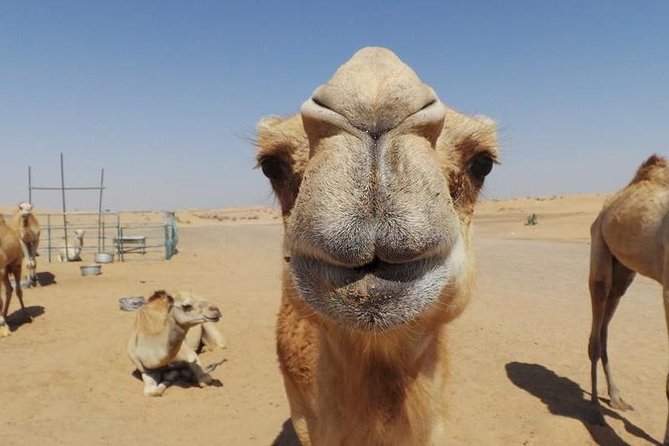 Dubai Desert Afternoon Quad Safari with Camel Ride, BBQ Dinner and Belly Dancing - The desert sunset photo stop