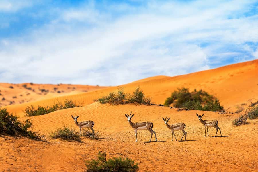 Dubai Desert Morning Drive with Wildlife Experience - Key points at a glance