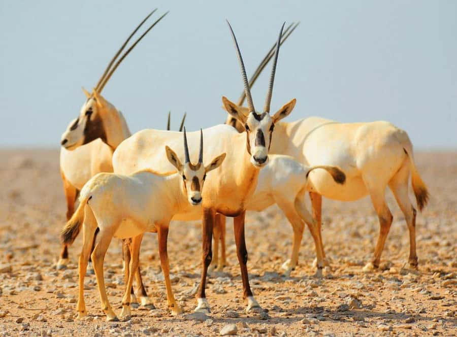 Dubai Desert Morning Drive with Wildlife Experience - A morning that mixes speed with stillness