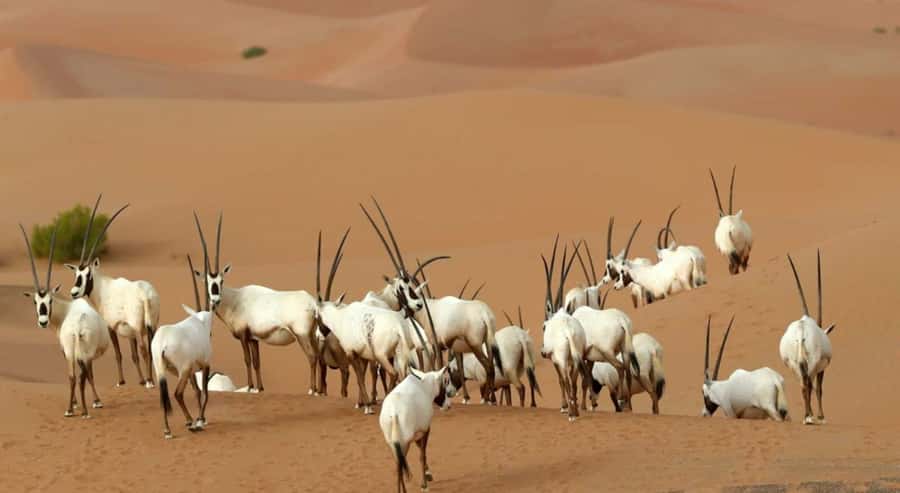 Dubai Desert Morning Drive with Wildlife Experience - Sand boarding for 15 minutes