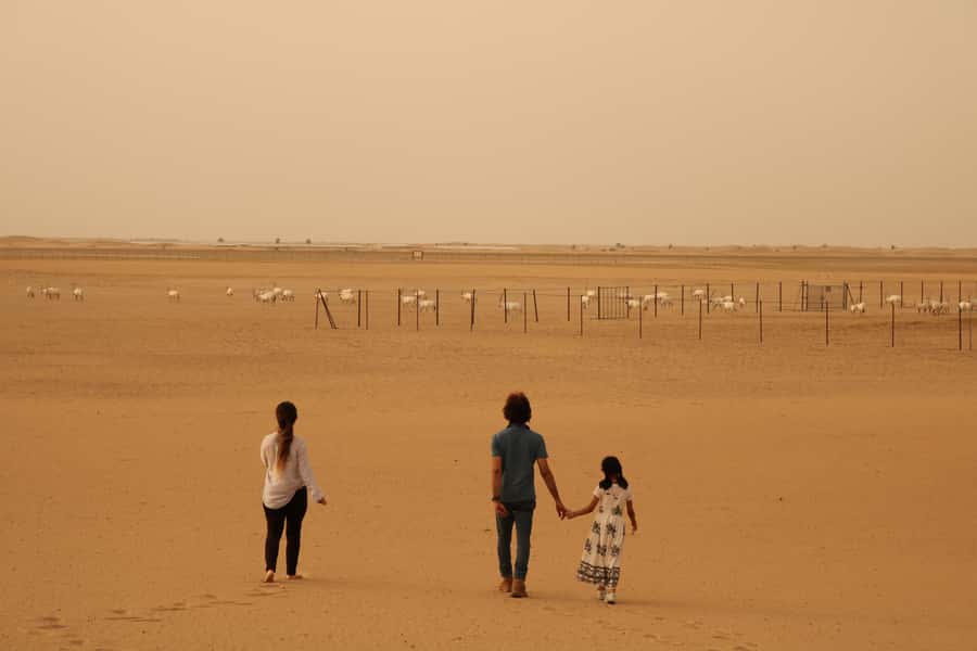 Dubai Desert Morning Drive with Wildlife Experience - Al Qudra Lakes and the morning bird count