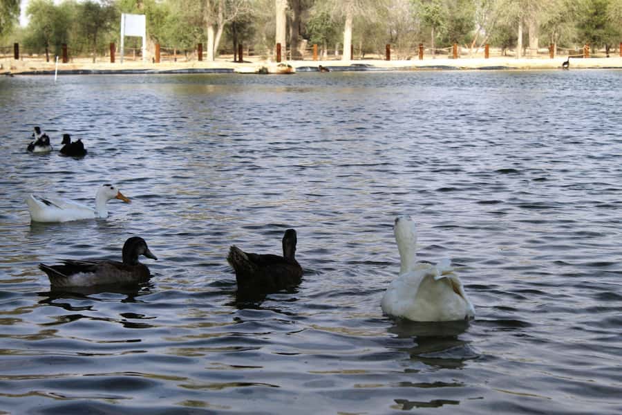 Dubai Desert Morning Drive with Wildlife Experience - Pickup from Dubai hotels and the private 4x4