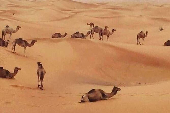 Dubai Desert Safari Adventure - Lahbab’s dunes and the 4x4 ride