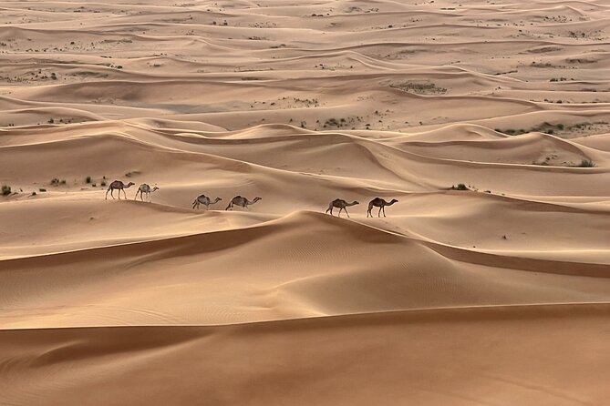 Dubai Desert Safari, Camel, Live BBQ & Shows (Private 4x4 Car) - Key points to know before booking