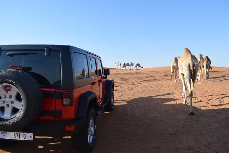 Dubai: Desert Safari, Quad Bike, Camel Ride and Sandboarding - Optional quad biking across open sand