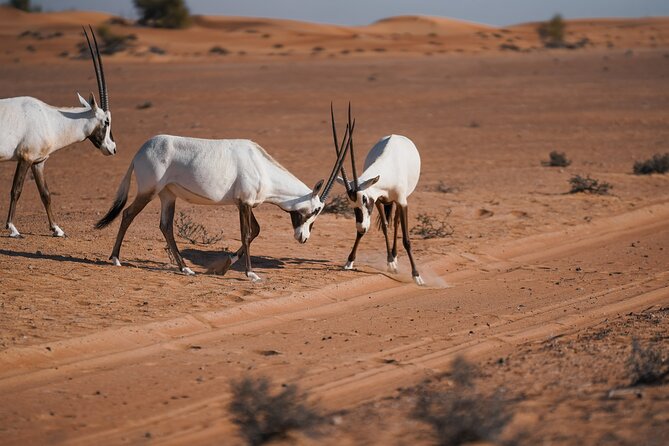 Dubai Desert Safari Thrill: Camel Ride, Live shows, BBQ & Spirits - Arabic coffee, dates, and a camel ride