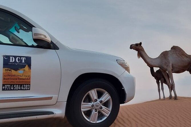 Dubai Desert Safari With Sandboarding & Camel Riding - Who will enjoy this Dubai desert safari?