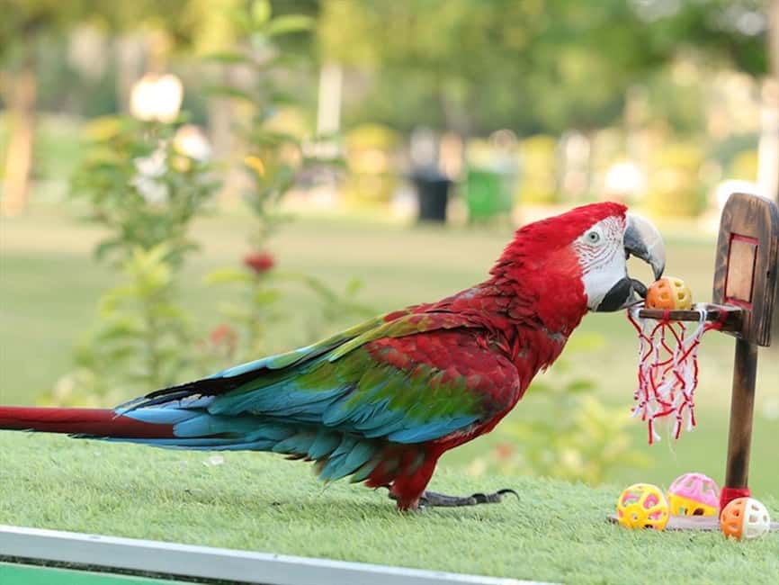 Dubai: Dubai Dolphinarium Dolphin, Seal & Bird Show Tickets - Key points before you book