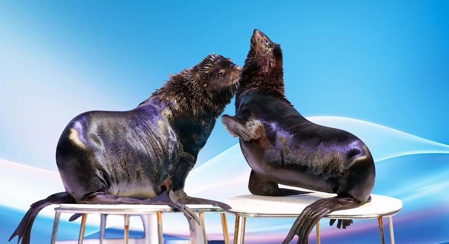 Dubai: Dubai Dolphinarium Dolphin, Seal & Bird Show Tickets - A family show in the middle of Creek Park