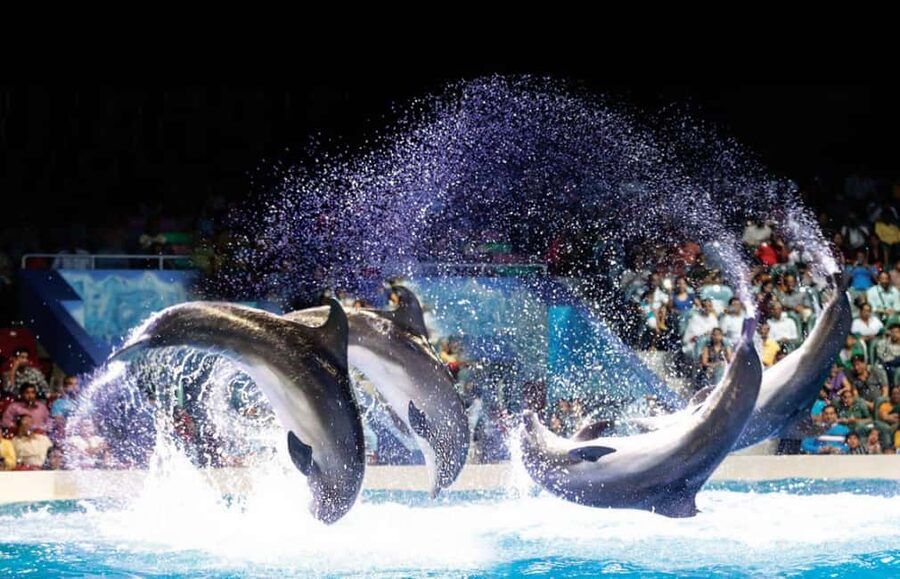 Dubai: Dubai Dolphinarium Dolphin, Seal & Bird Show Tickets - Seating, splashes, and VIP value