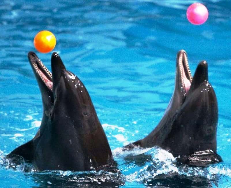 Dubai: Dubai Dolphinarium Dolphin, Seal & Bird Show Tickets - FAQ