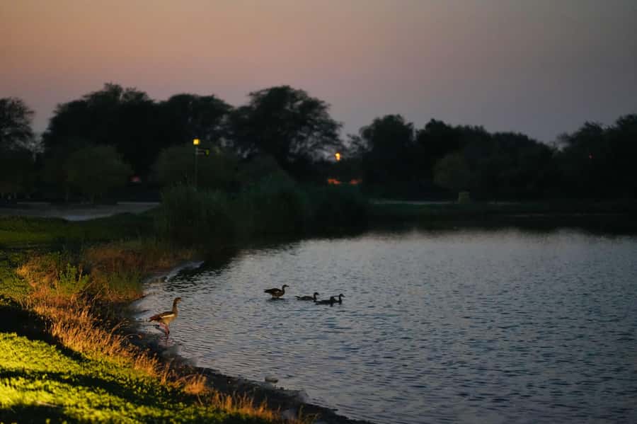 Dubai: Evening Desert Safari with Camel Ride & Stargazing - Wildlife walks after sunset